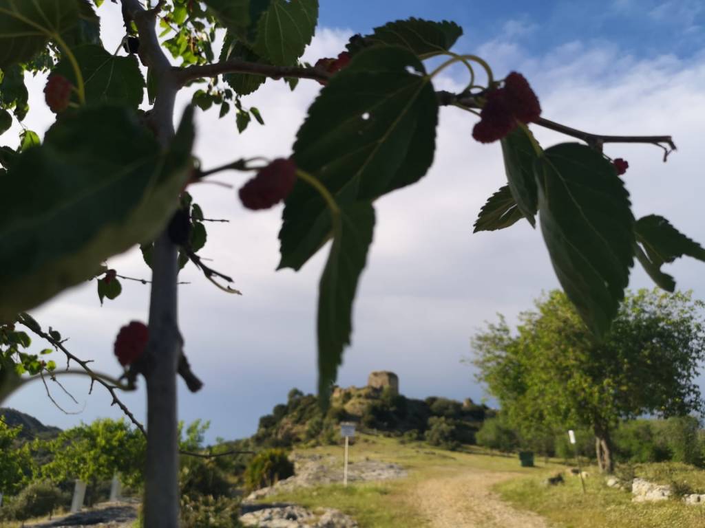 Santos olores (Número&nbsp;738)