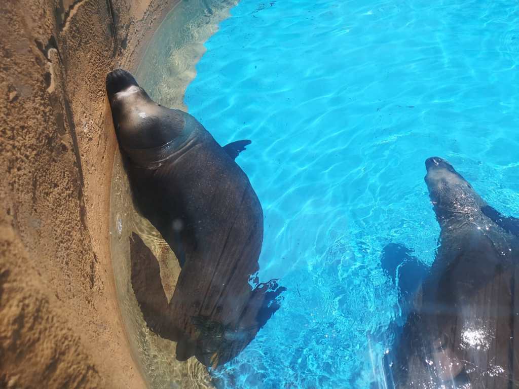 Arcano (Número 155)&nbsp;Soneto