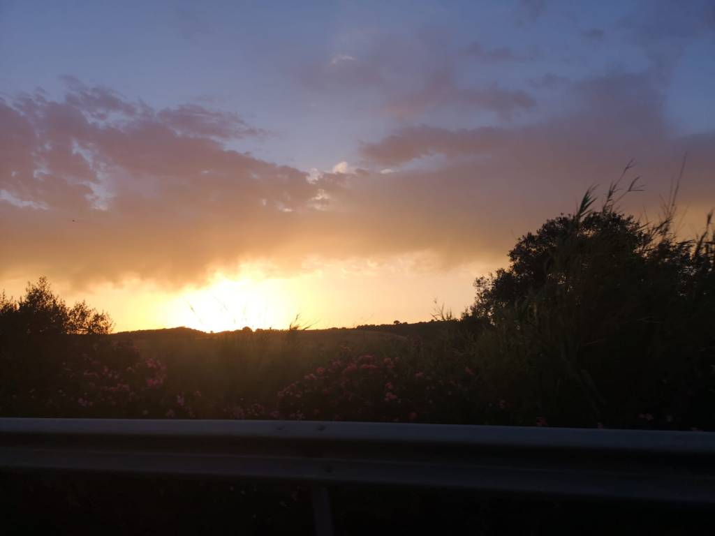 Agapantos ( Número 439)