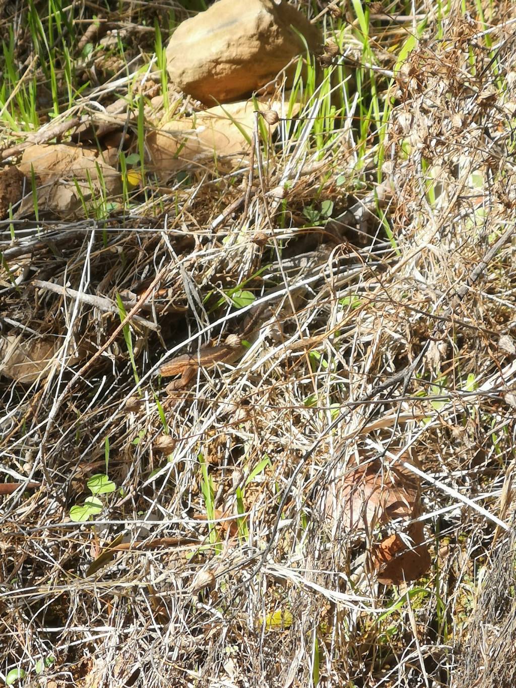 Paladines (Número 478) Míriam Fotos Wabisabi