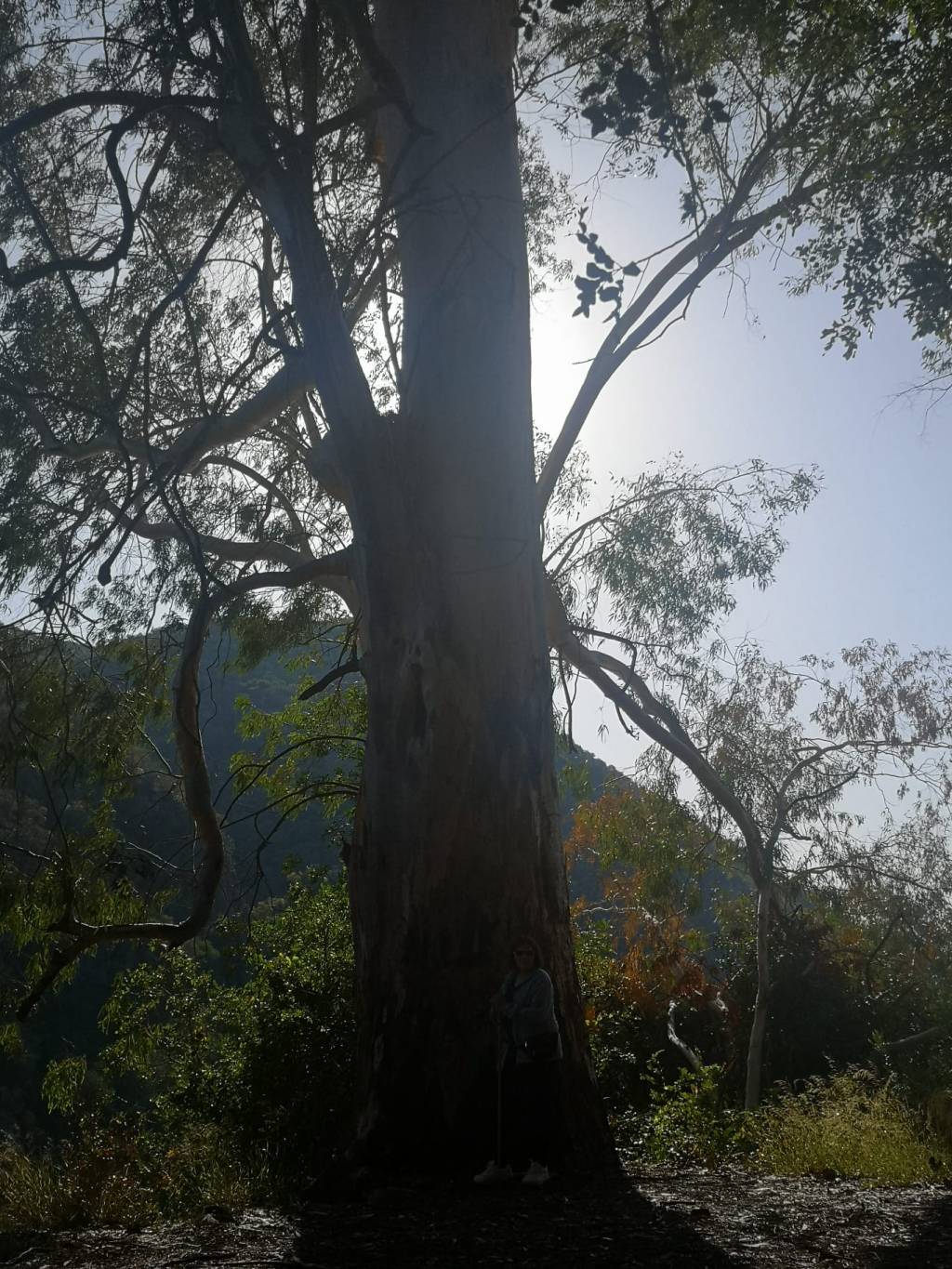 Pajarito (Número 479) Míriam Fotos Wabisabi