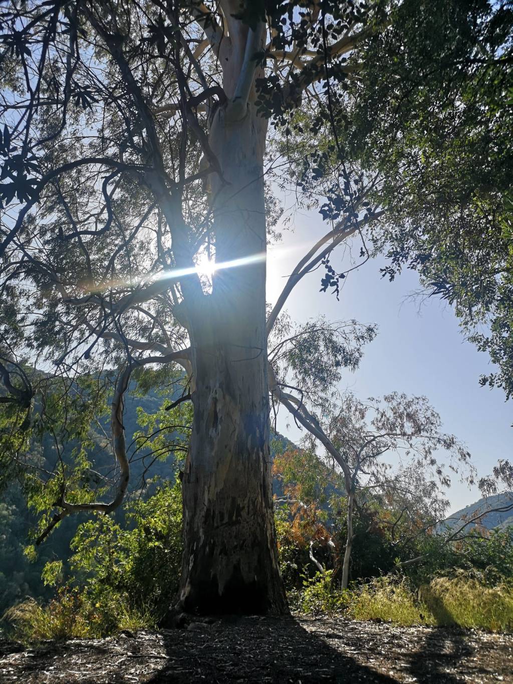 Trol lempo ( Número 481) Míriam Fotos Wabisabi