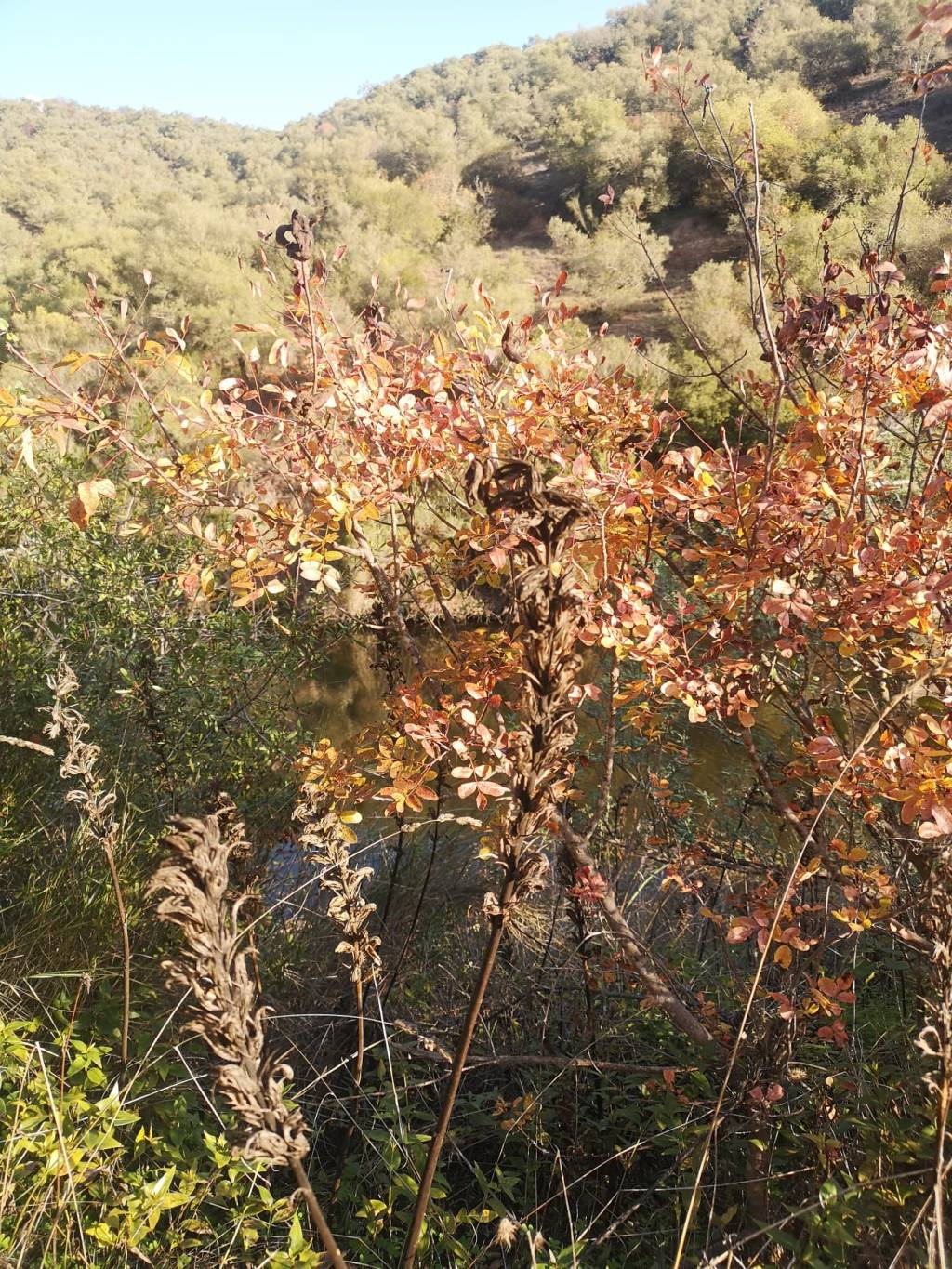 Gracias por vuestras felicitaciones de cumpleaños (Número 537) Míriam Fotos Wabisabi