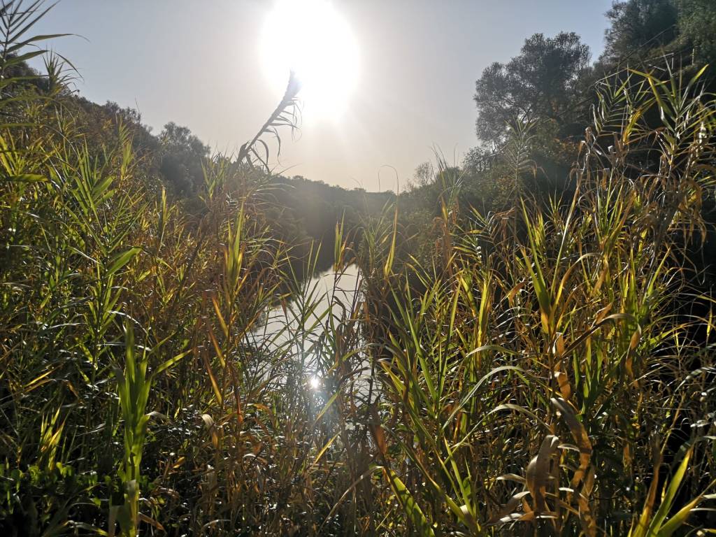 Hierbasbuenas (Número 503) Míriam Fotos Wabisabi