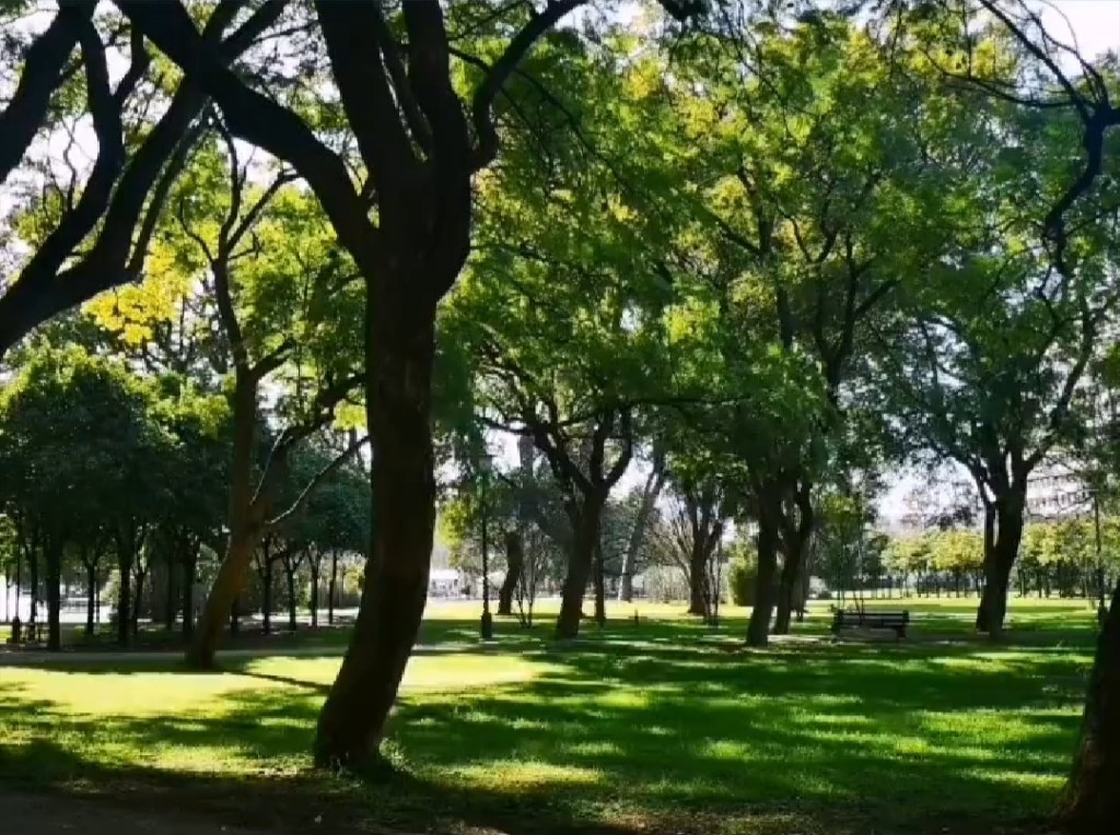 Rosa (Número 1.029)