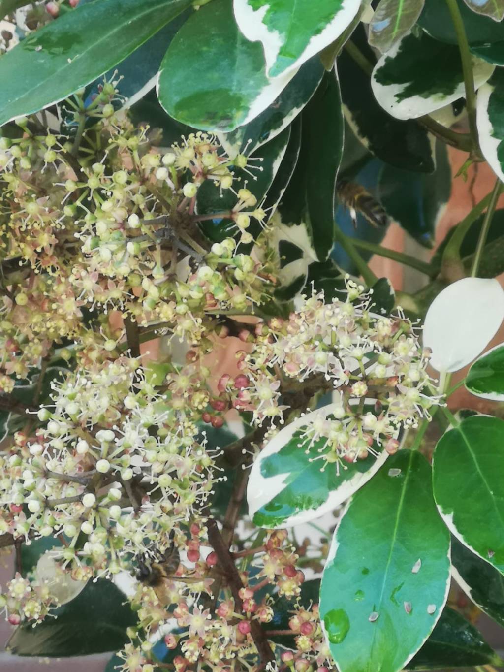 Observación (Número 96)