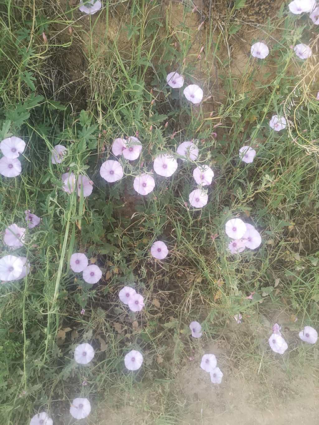 Azul cielo (Número&nbsp;736)