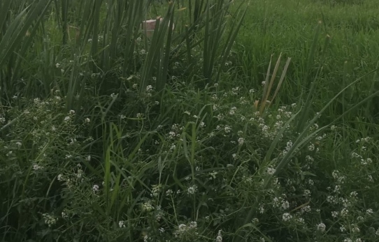 Tu oro (Número&nbsp;735)