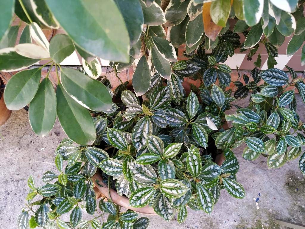 Amparo (Número 112)