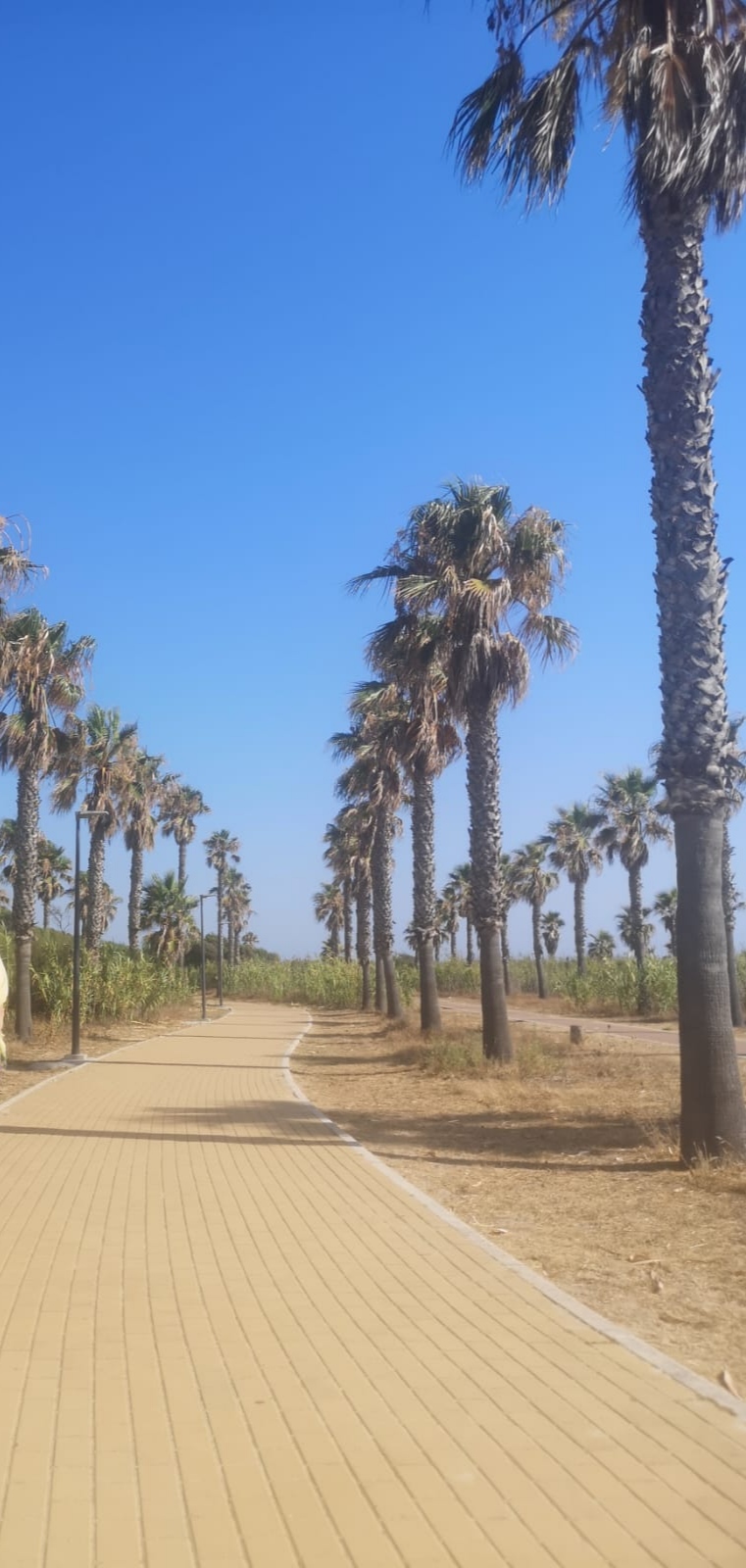 Triunfos (Número 771)