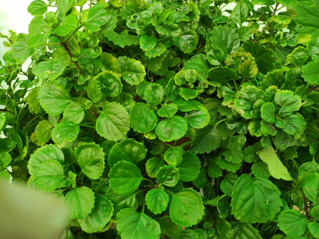 Herencia (Número 810)