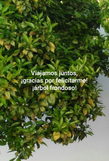 Senryu (Número 817)