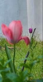 Versos de amor (Número 833)