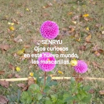 Senryu (Número 874)