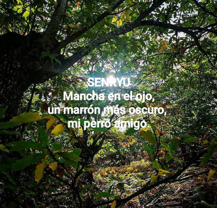 Senryu (Número 877)