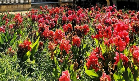 Ambigüedad (Número 879)