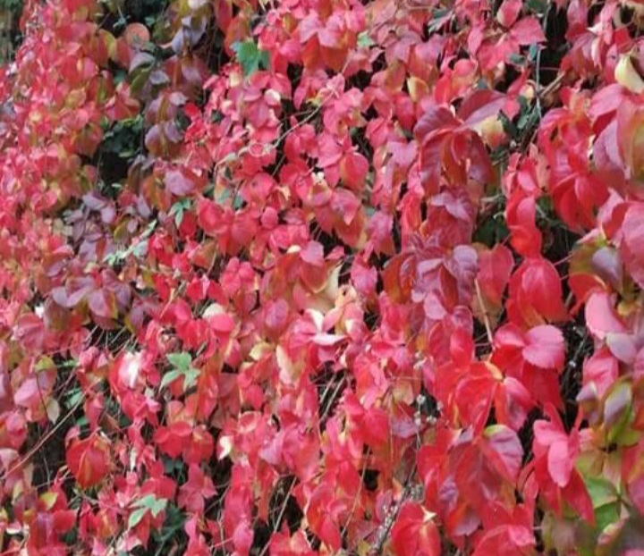 Añoranza (Número 888)