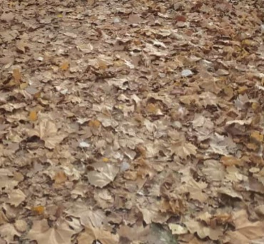 Poyete (Número 915)