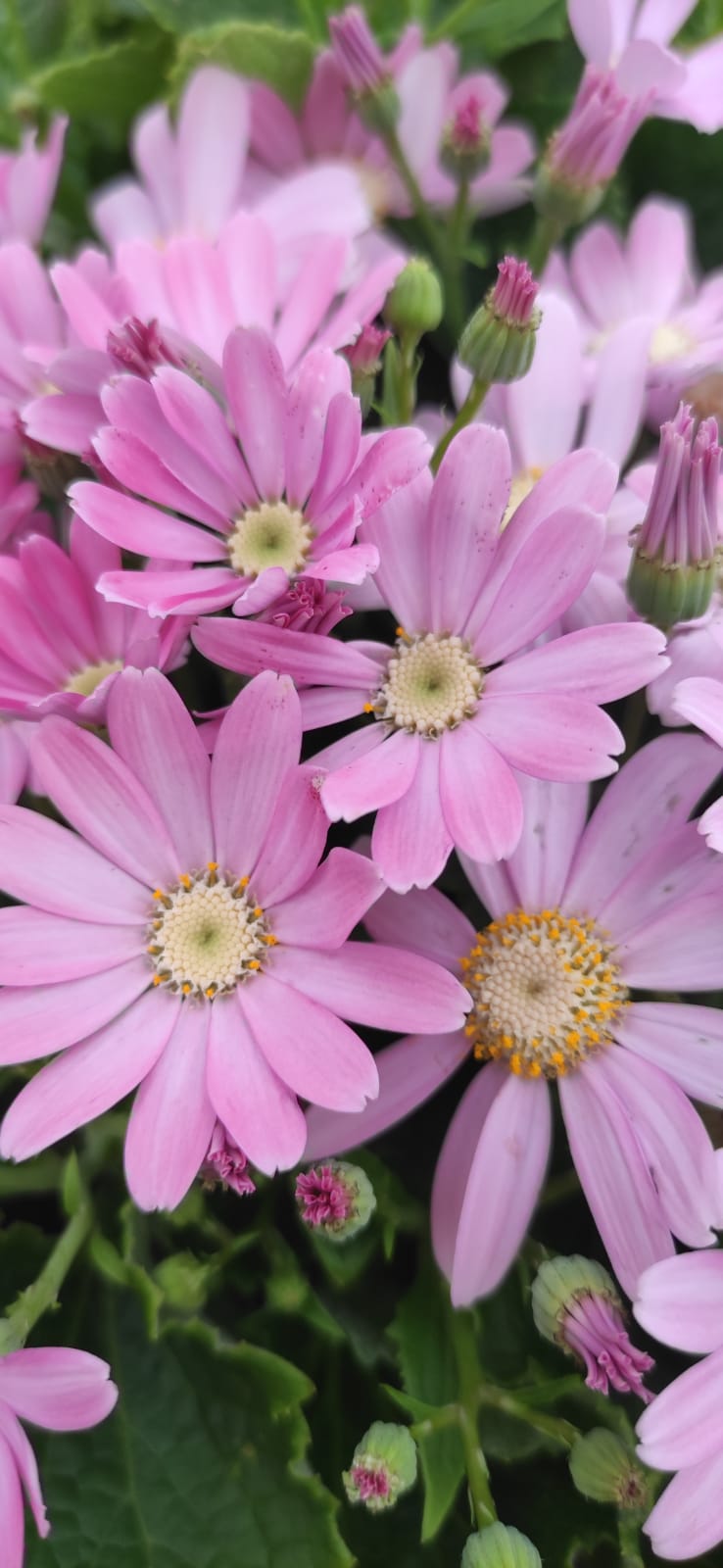 Vituperar (Número 953)