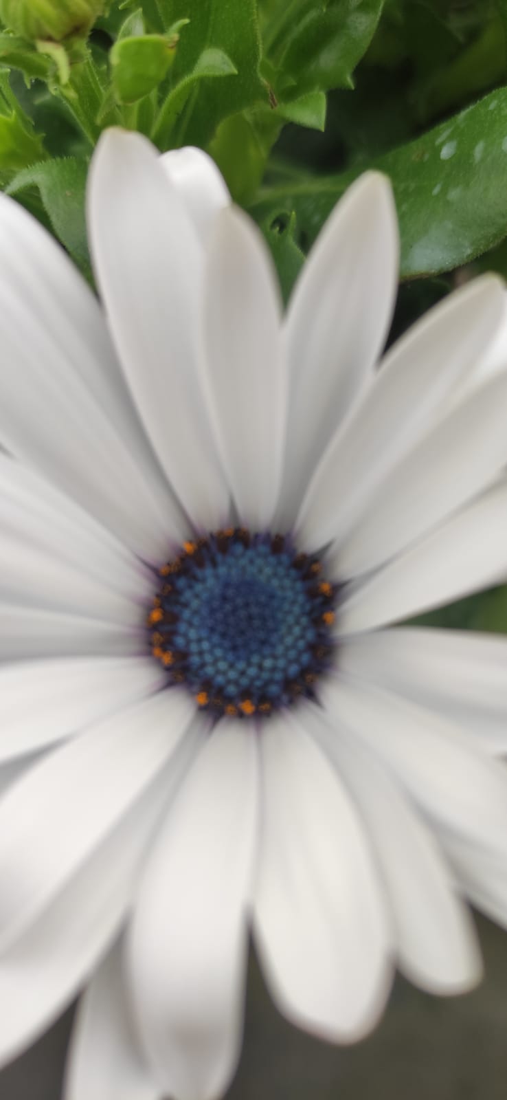 Ausencia (Número 954)