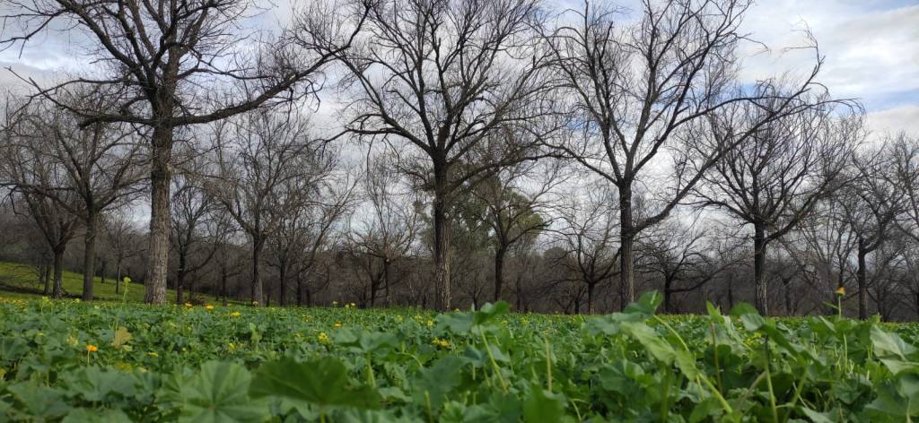 Descarga (Número 956)