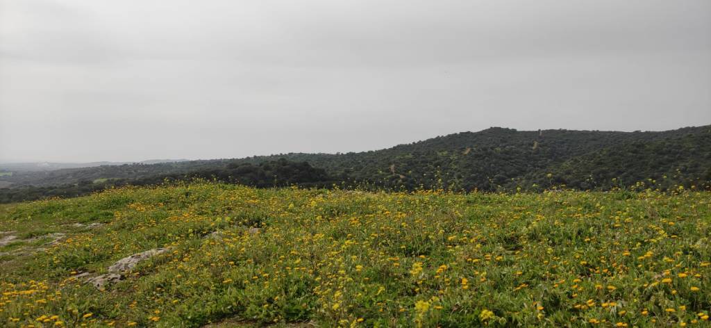 Ortiga (Número 967)