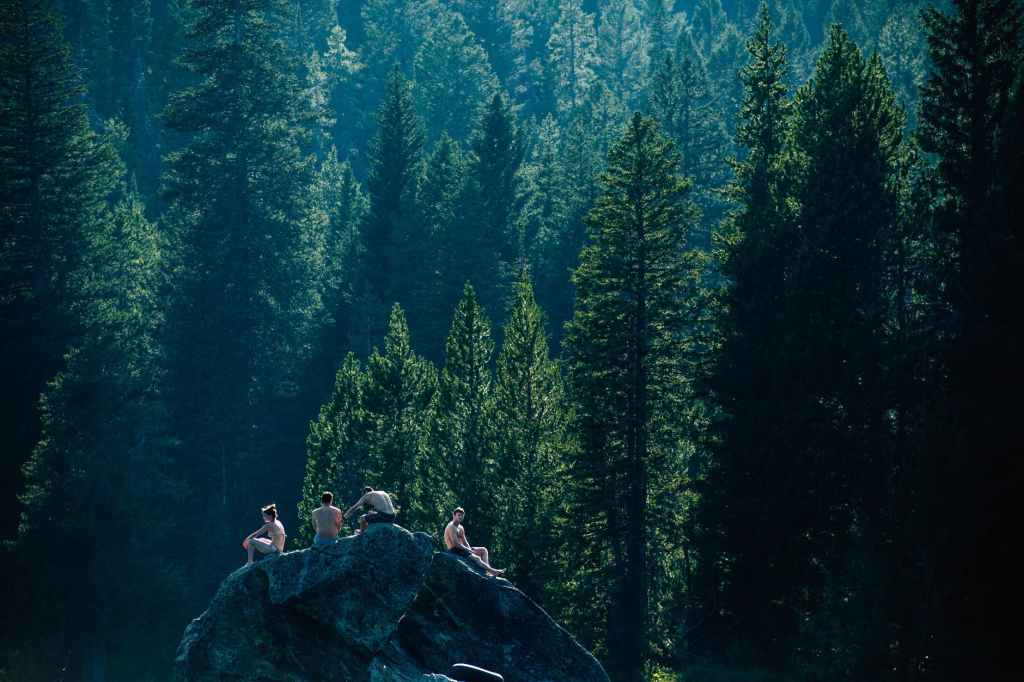 Agaves amicas (Número 993)