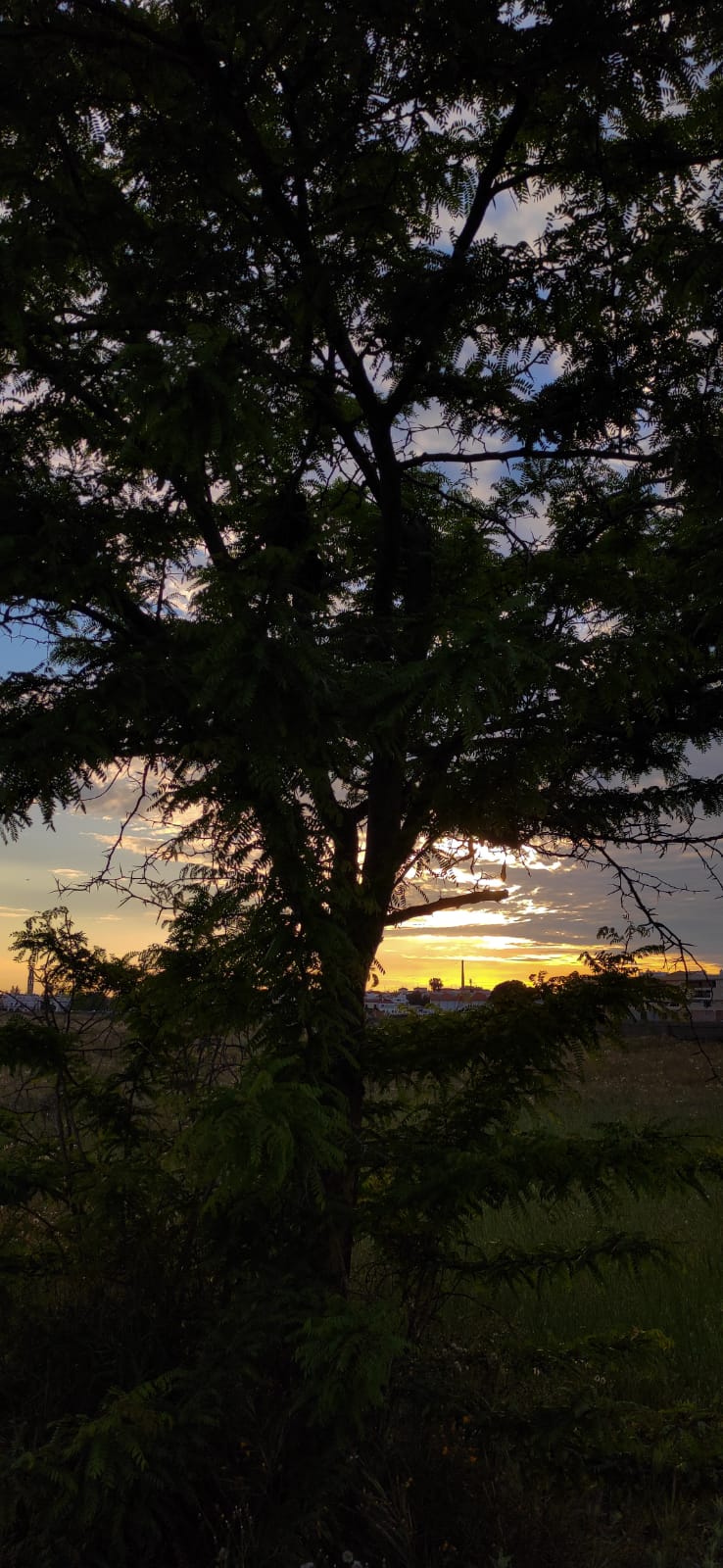 Alquimia curiosa (Número 1.007)