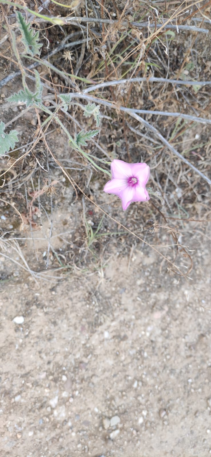 Triunfar (Número 1.014)