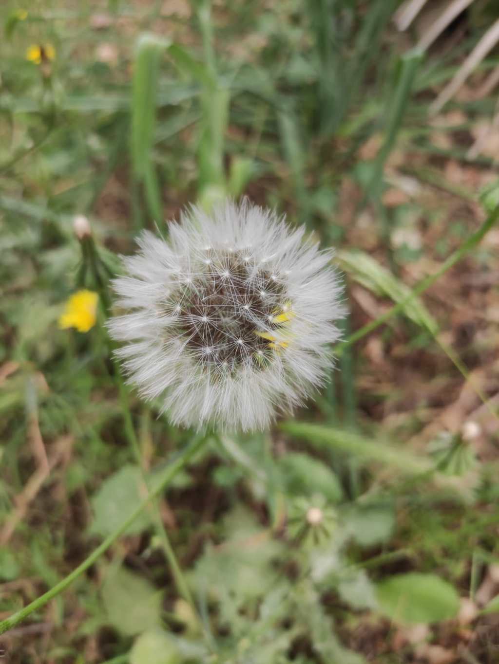 Preanestesia (Número 1.017)