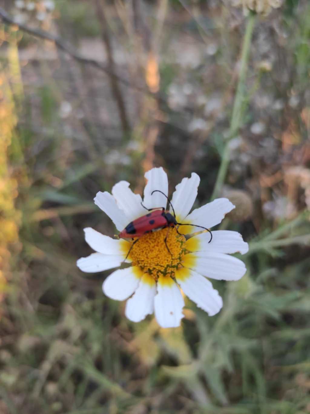 Intervención (Número 1.021)