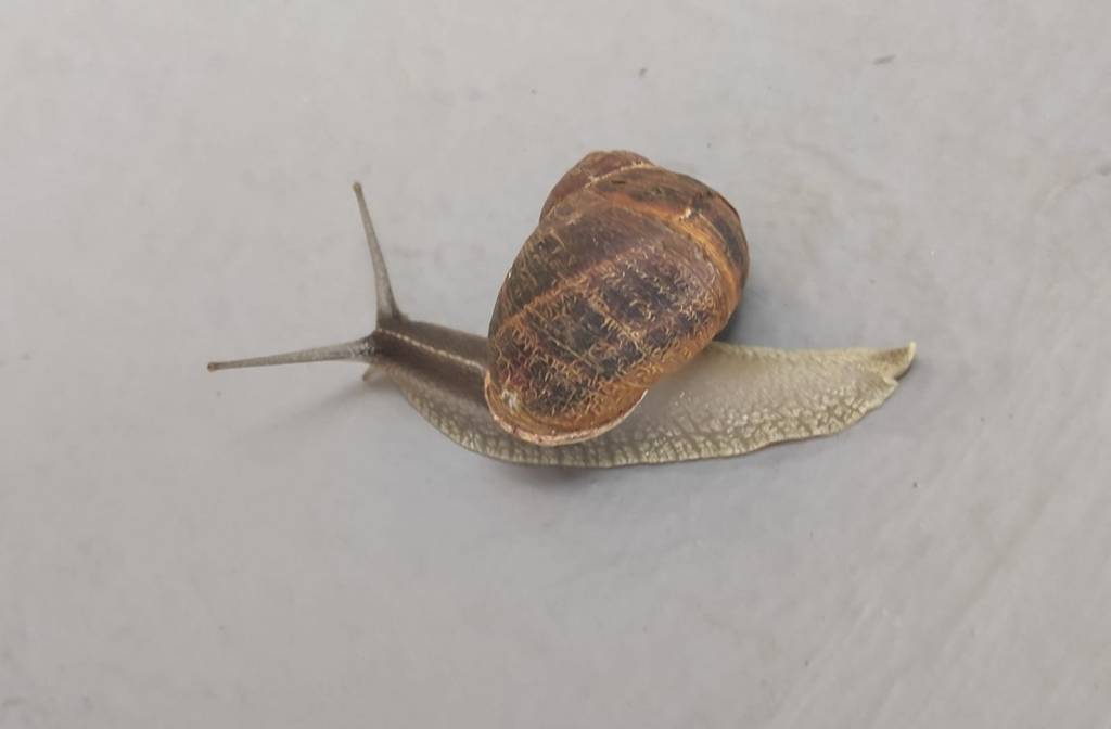 Temores (Número 1.018)