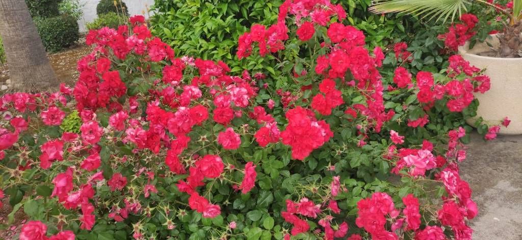 Pruebas (Número 1.019)