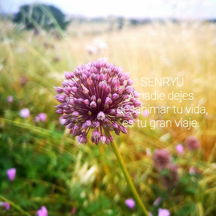 Senryu (Número 1.094)