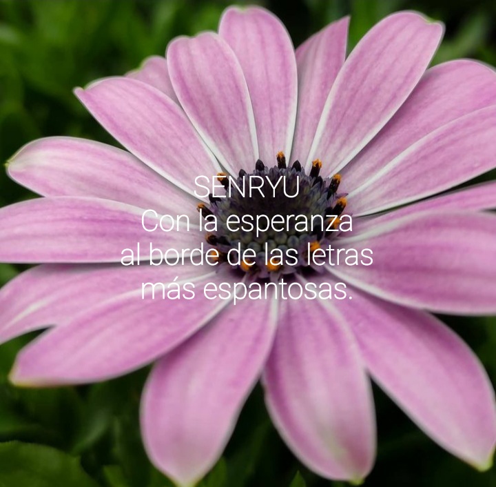 Poema a la esperanza Senryu (Número&nbsp;1.105)