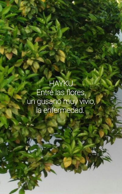 Haiku (Número 1.123)