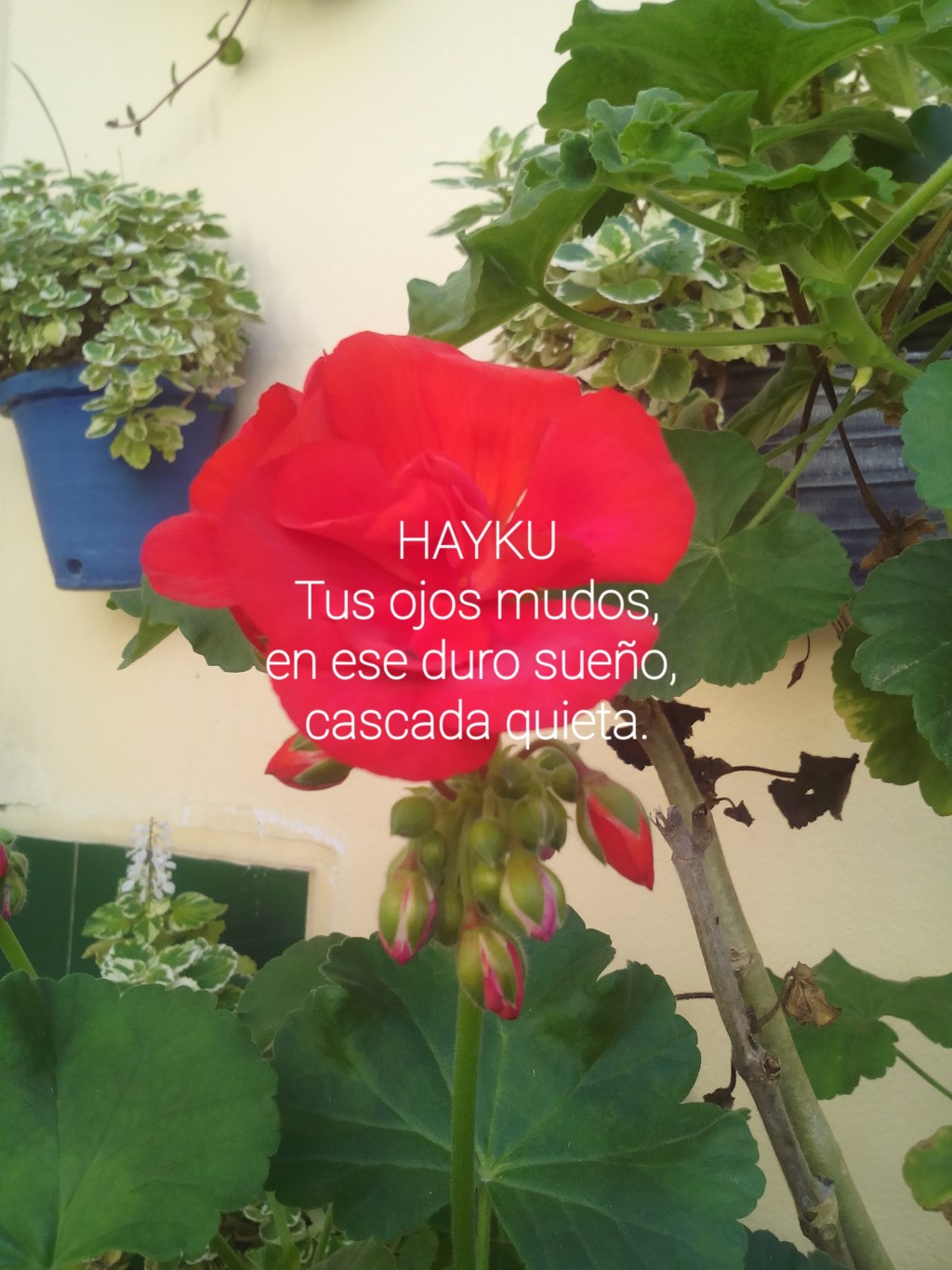 Hayku (Número 1.124)