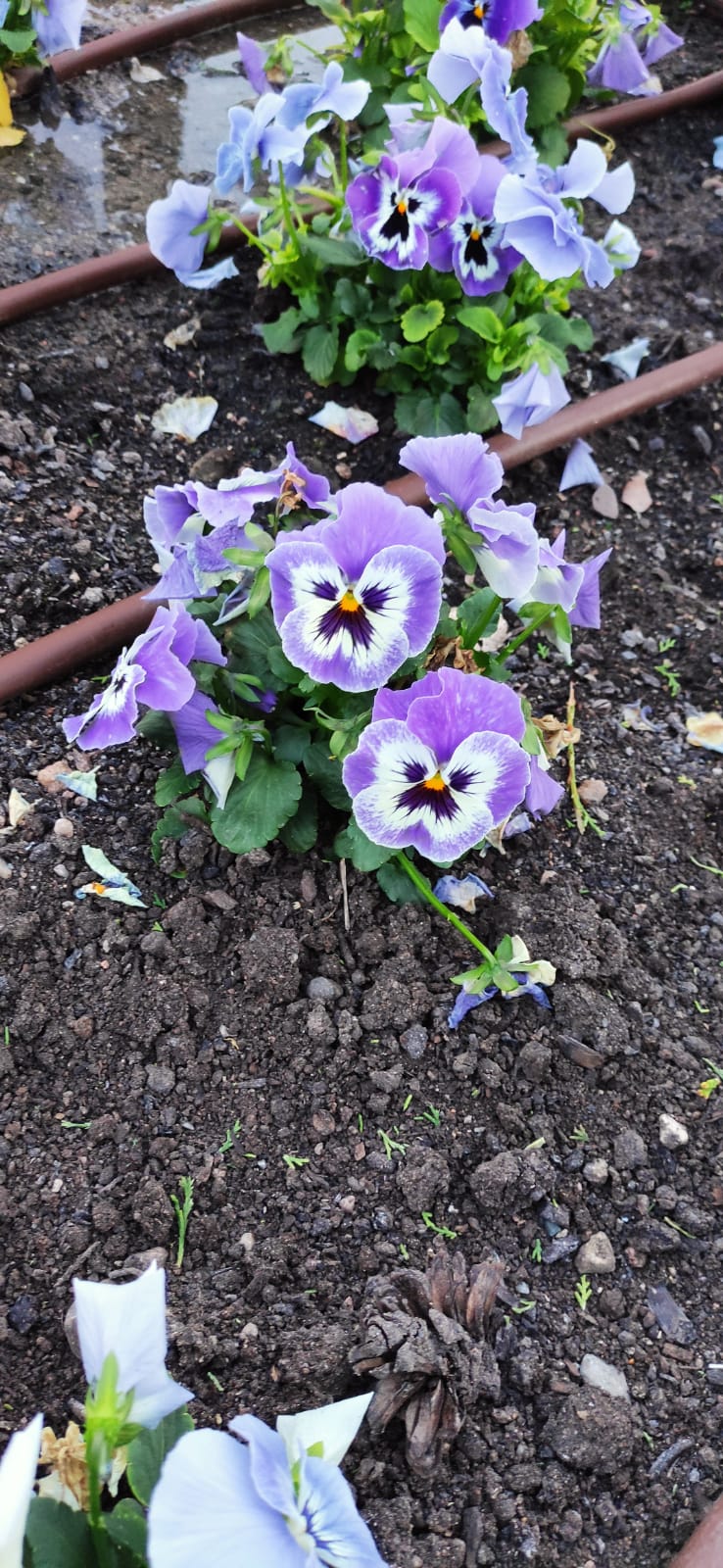 Amor con fuego (Número 1.161)